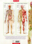 Poster Pack Human Body