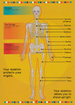 Human Body Book