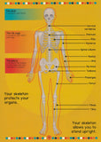 Human Body Book